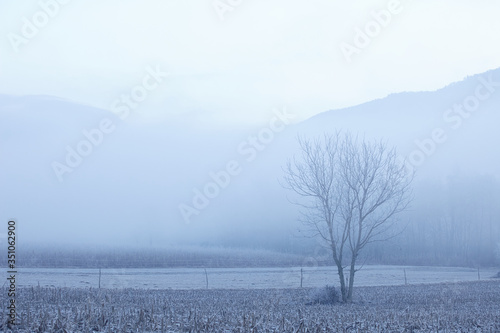 lonely tree in a misty winter morning 