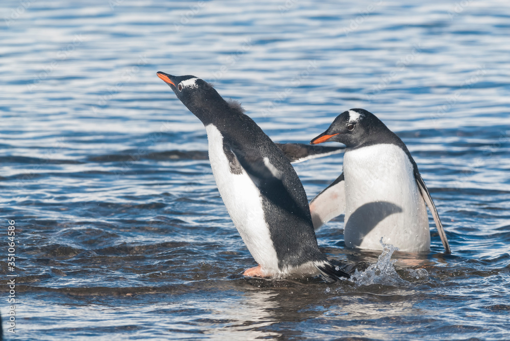 Fototapeta premium Gentoo Penguin,on an antarctic beach, Neko harbour,Antartica