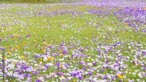 Meadow with seasonal blooming Crocus flowers