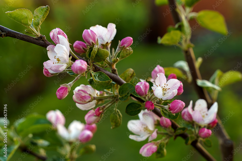 Obraz premium Close up of new cherry tree blossom flowers spring on green blur background