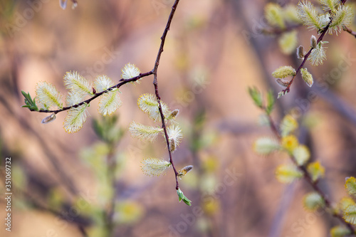 Closeup of a branch of American pussy willow bearing male catkins in May, at pollen release time, Neuville, Quebec, Canada