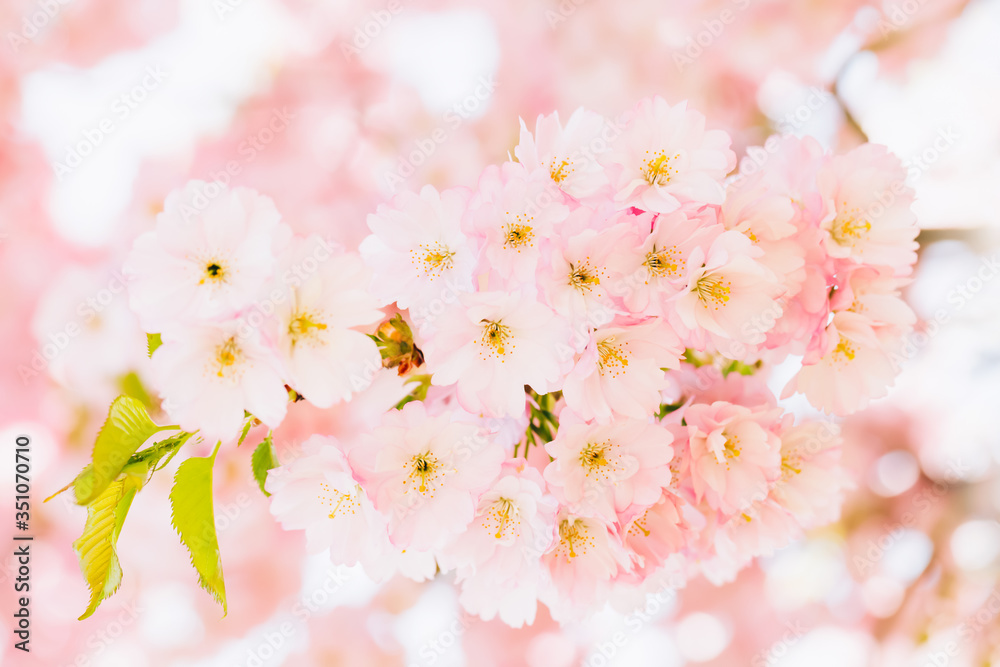 Pink Cherry blossom branch in bloom at pink background. Spring concept