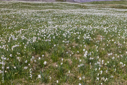 daffodils bloom panorama in the Italian Alps