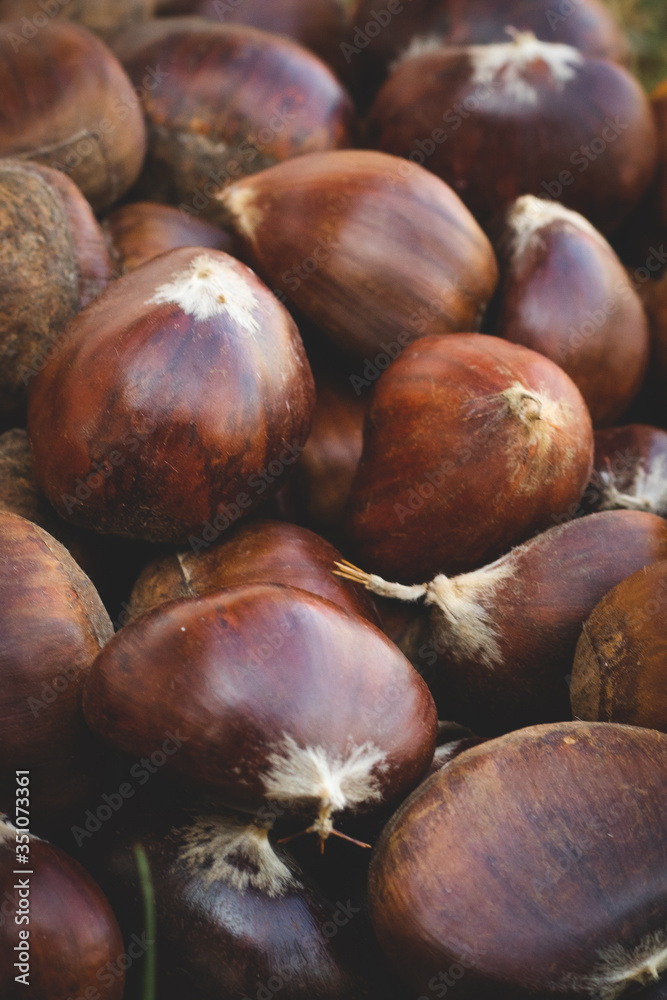 Obraz premium Fresh chestnut close up in for an autumn day
