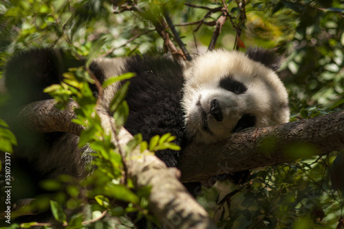 Fototapeta Naklejka Na Ścianę i Meble -  panda on tree