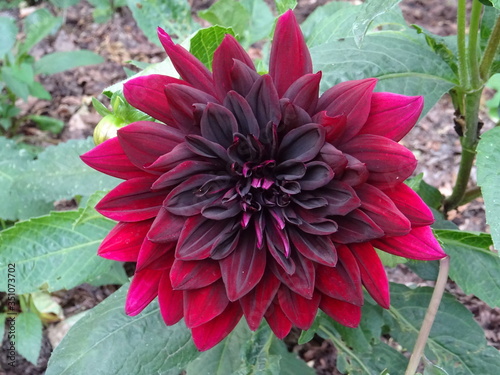 Dahlia rouge foncé