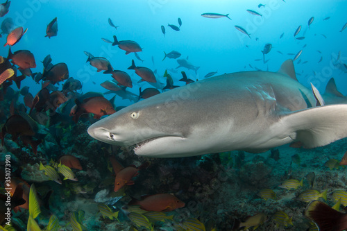 Lemon shark © Tropicalens