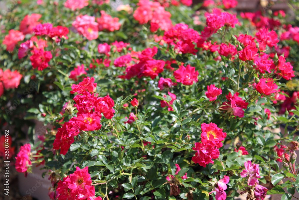 garden ground cover roses