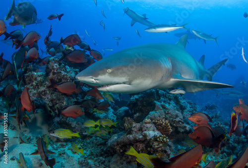 Lemon shark © Tropicalens