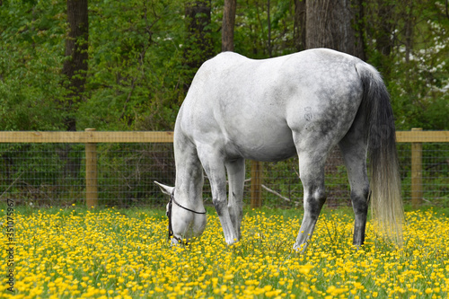 White horse in yellow buttercup field