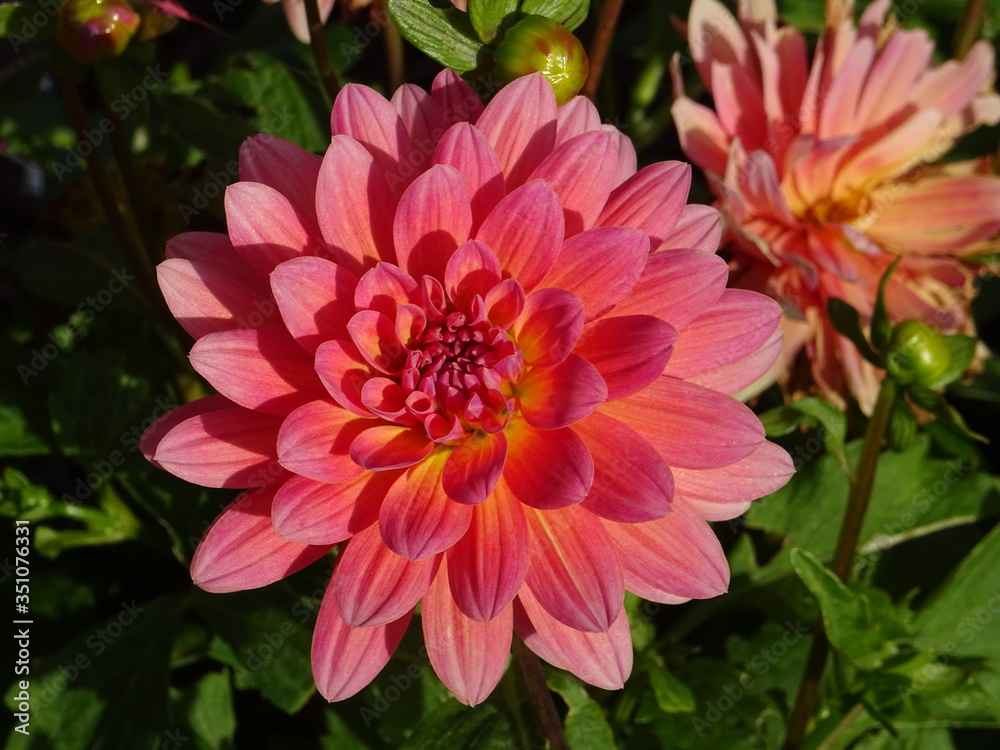 Dalhia rose orangé Dalhia rose orangé