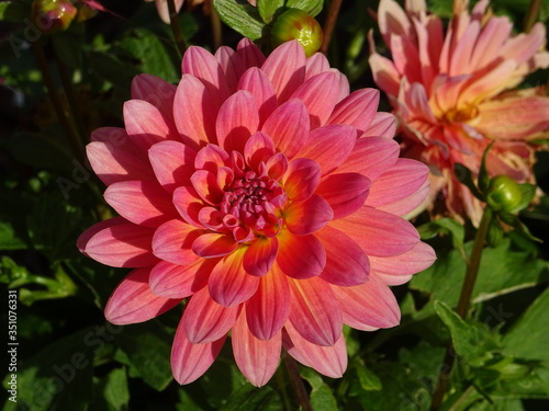 Dalhia rose orangé photo