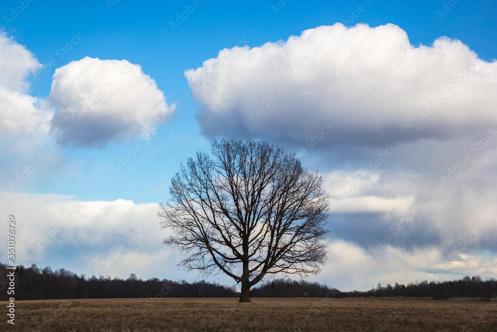 Obraz premium lonely tree in the field