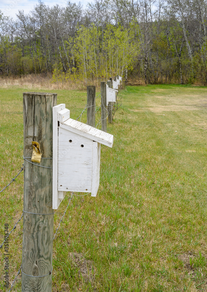 Big Valley, Alberta birdhouses designed for Rocky Mountain bluebirds Big Valley, Alberta birdhouses designed for Rocky Mountain bluebirds