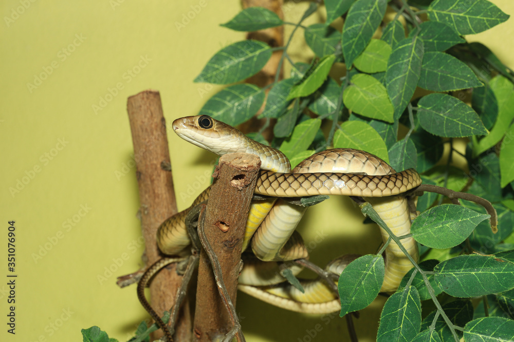 Obraz premium The Radiated Ratsnakes or Copperheas Rat Sanake
