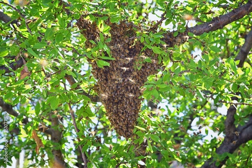 Swarm of Honey Bees, a eusocial flying insect within the genus Apis mellifera of the bee clade. Swarming Carniolan Italian honeybee on a plum tree branch in early spring in Utah. Formation of a new co