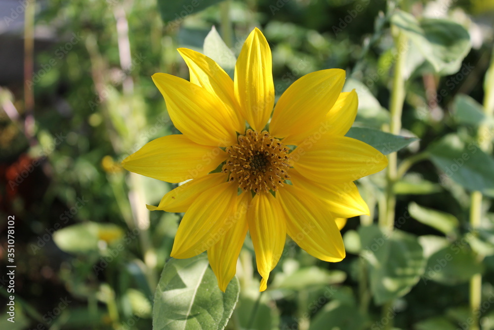 Obraz premium Petit tournesol