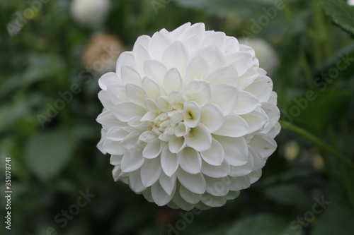 Dahlia pompon