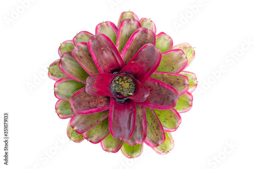 Bromeliad isolated on white background