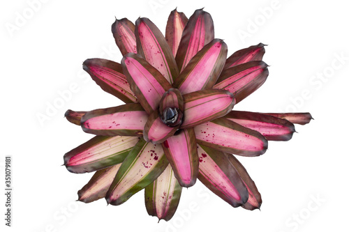 Bromeliad isolated on white background photo