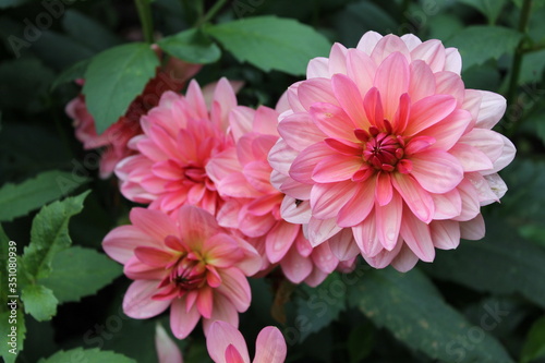 Dahlias ros  s