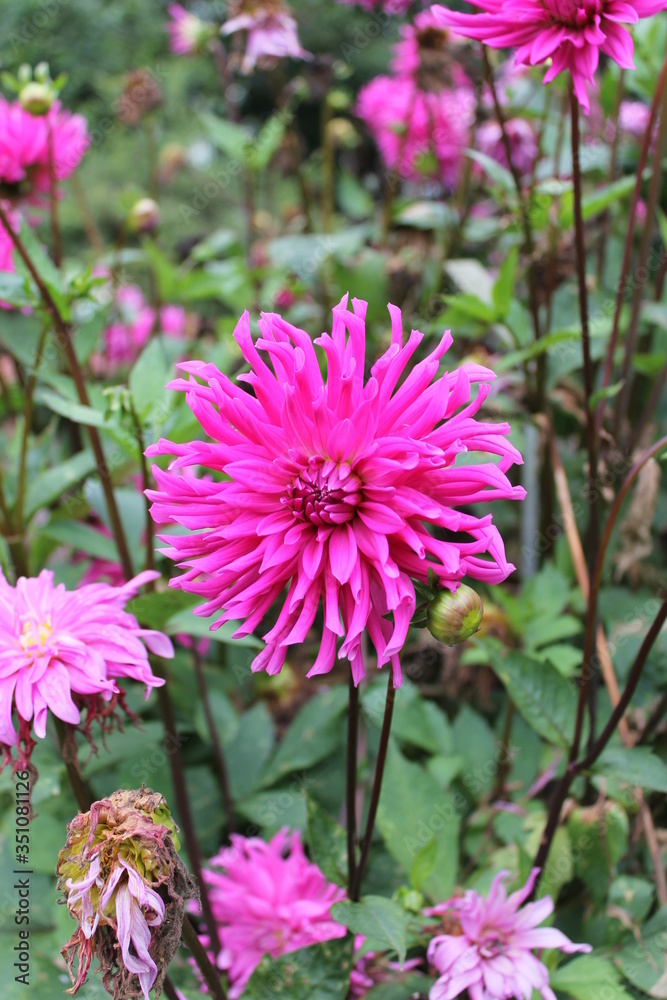Dahlia rose Dahlia rose