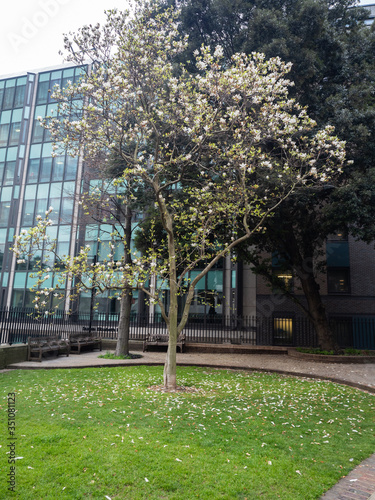 Spring blossoms at St Dunstan in the East Church, London, England, UK