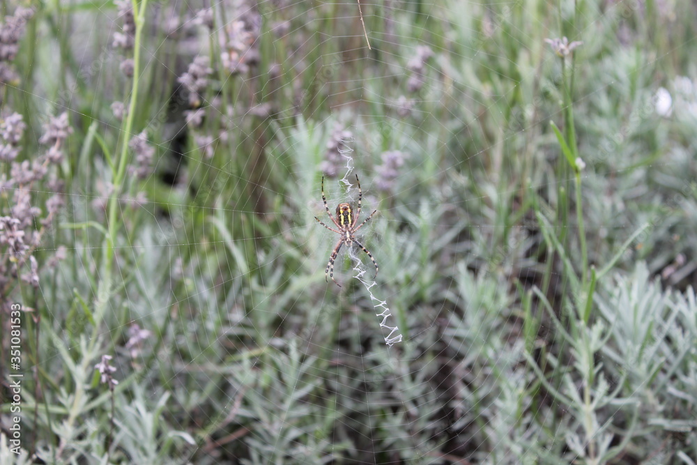 Araignée du matin Araignée du matin