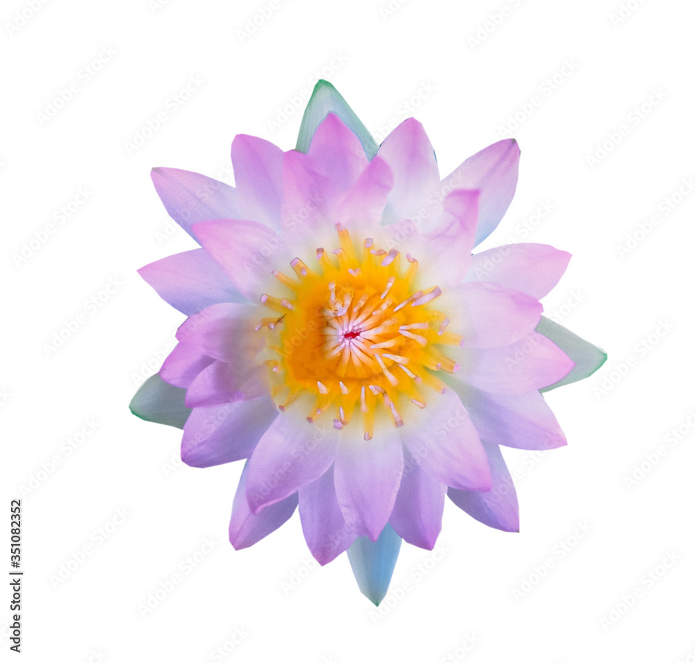 soft focus of purple lotus flowers isolated on white background soft focus of purple lotus flowers isolated on white background