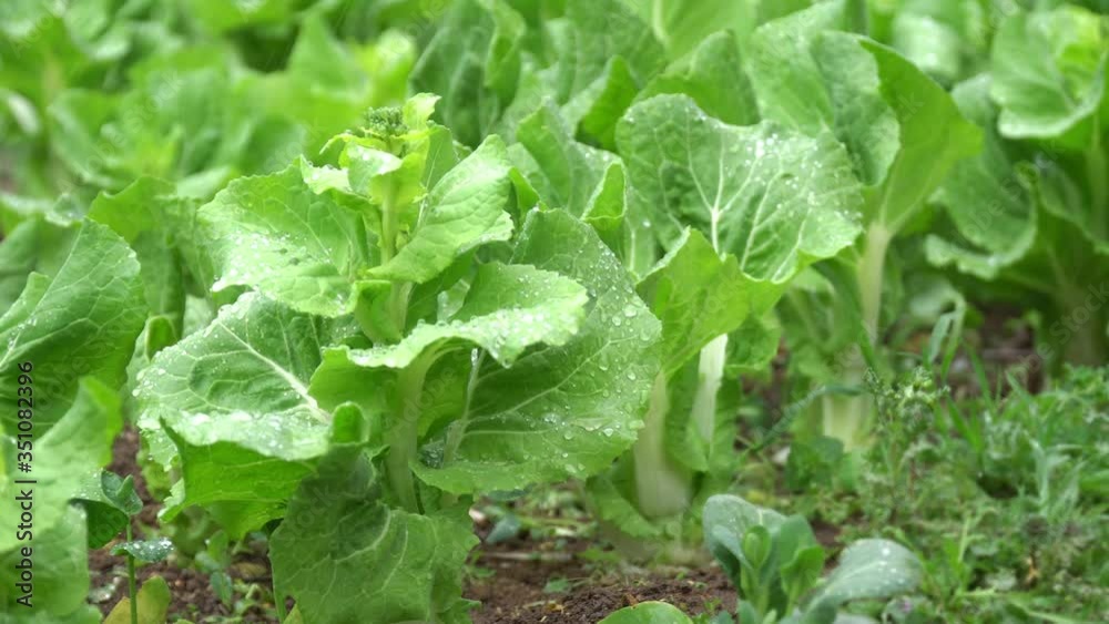 Closeup of rainwater falling down on green vegetable Closeup of rainwater falling down on green vegetable