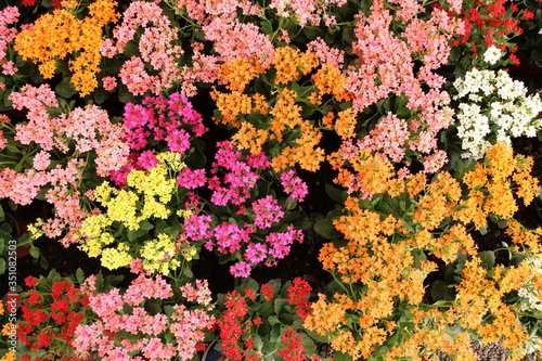 Orange, pink, yellow, purple and white small flowers top view © LuisRal