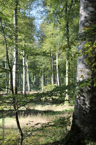 Bois de Normandie