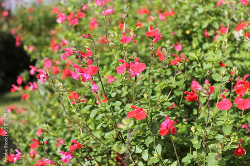 Fleurs rouges