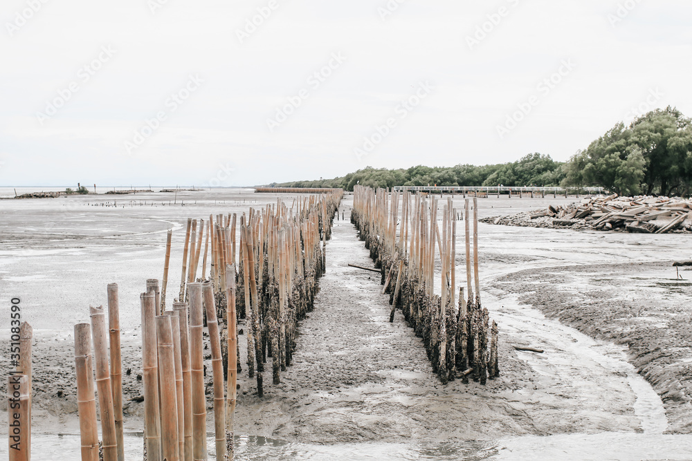 Mangrove roots and water and sand on the shore.Bamboo fence wall is breakwater for protecting the shore and mangrove forest from wave erosion and storm in sea background and sunshine in the morning. Mangrove roots and water and sand on the shore.Bamboo fence wall is breakwater for protecting the shore and mangrove forest from wave erosion and storm in sea background and sunshine in the morning.