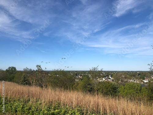 birds flying high over field