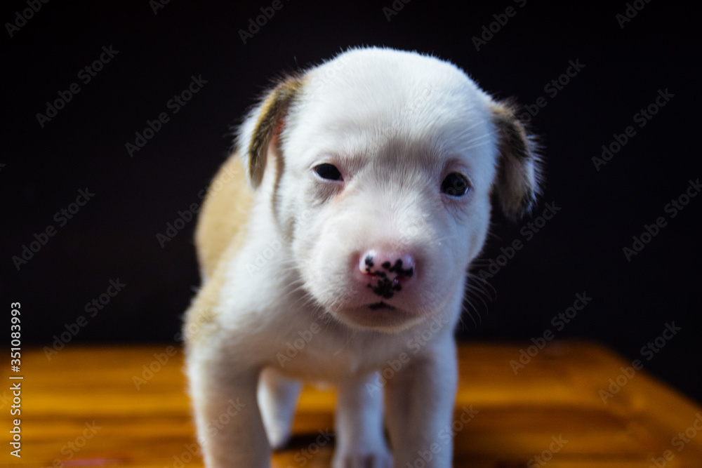 Small Cute Happy Healty Playful Puppy Dog Small Cute Happy Healty Playful Puppy Dog