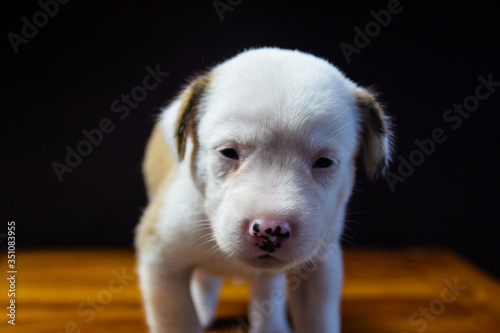 Small Cute Happy Healty Playful Puppy Dog