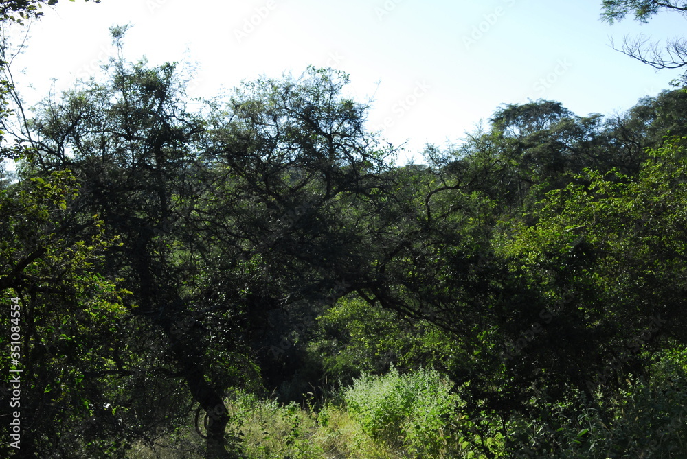 Obraz premium Flora Santiago del Estero