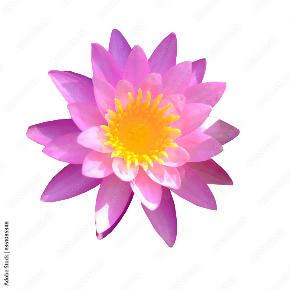soft focus of pink lotus flowers isolated on white background