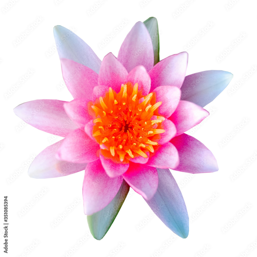 Obraz premium soft focus of pink lotus flowers isolated on white background