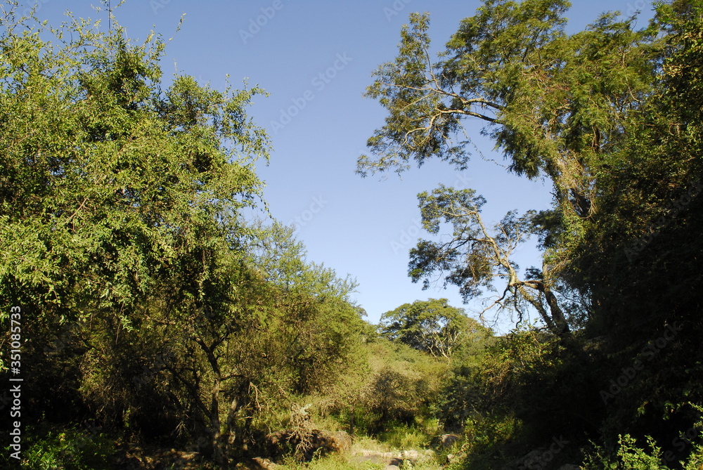 Flora Santiago del Estero