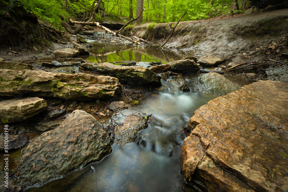 Fototapeta premium Forest scene in the early spring 