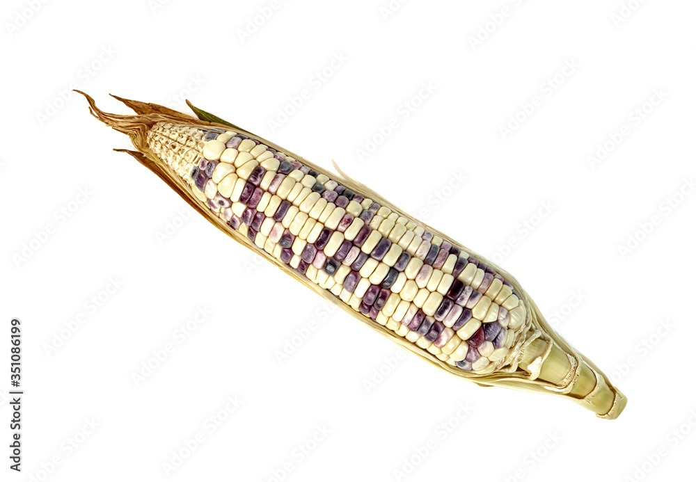 waxy corn isolated on white background waxy corn isolated on white background