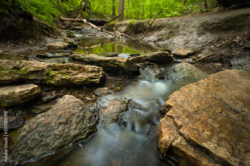 Forest scene in the early spring 