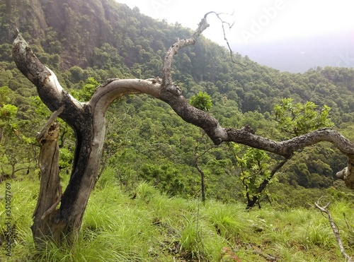 tree in the forest