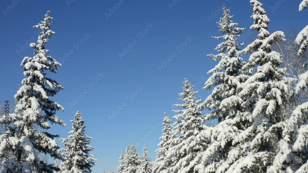 Winter Pine Forest with Snow covered branches Christmas Trees on Sunny day. Blue Sky. Covered fir trees on a winter day. Winter background. Snowy Christmas forest. Winter Pine Forest with Snow covered branches Christmas Trees on Sunny day. Blue Sky. Covered fir trees on a winter day. Winter background. Snowy Christmas forest.