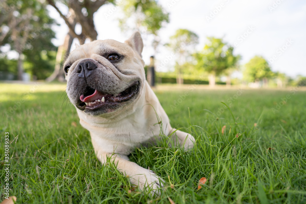 Cute french bulldog lying on grass at park  during morning walk