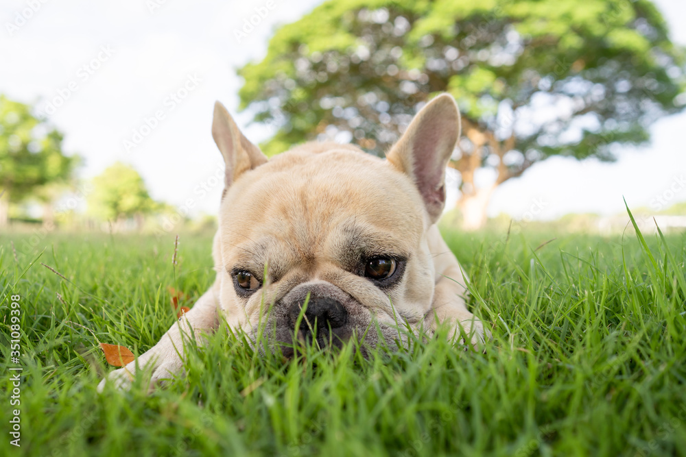 Cute french bulldog lying on grass at park  during morning walk