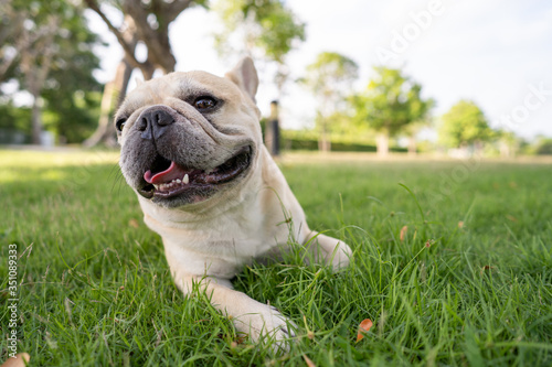 Cute french bulldog lying on grass at park  during morning walk © tienuskin