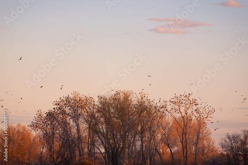 birst fly away from tree at sunset 